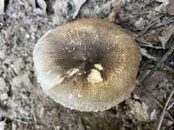 Image of Volvariella caesiotincta P. D. Orton 1974