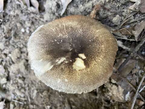 Image of Volvariella caesiotincta P. D. Orton 1974