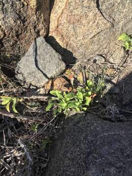 Image of Oxalis tortuosa Lindl.