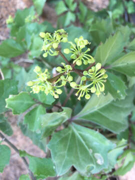 Image de Cissus trifoliata (L.) L.