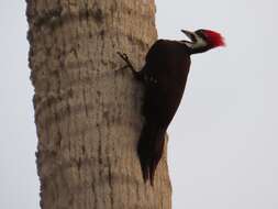 Imagem de Dryocopus pileatus pileatus (Linnaeus 1758)