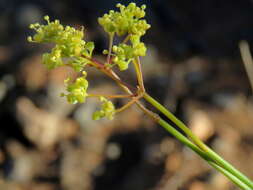 Image of Deverra denudata subsp. aphylla (Cham. & Schltdl.) Pfisterer & Podl.