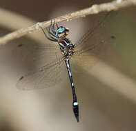 Image of Jade-striped Sylph