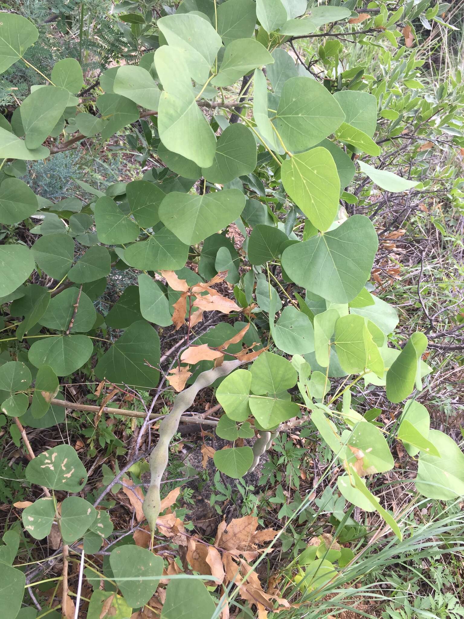 Imagem de Erythrina flabelliformis Kearney