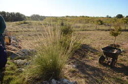 Plancia ëd Muhlenbergia lindheimeri Hitchc.