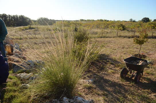 Image of Lindheimer's Muhly