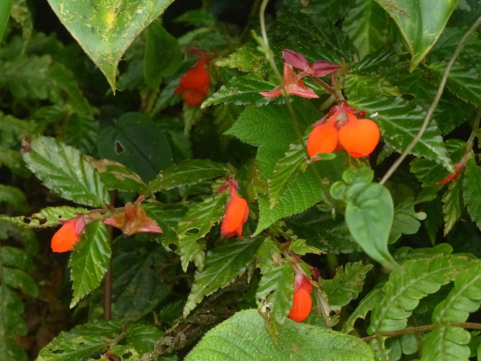 Слика од Begonia tetrandra Irmsch.