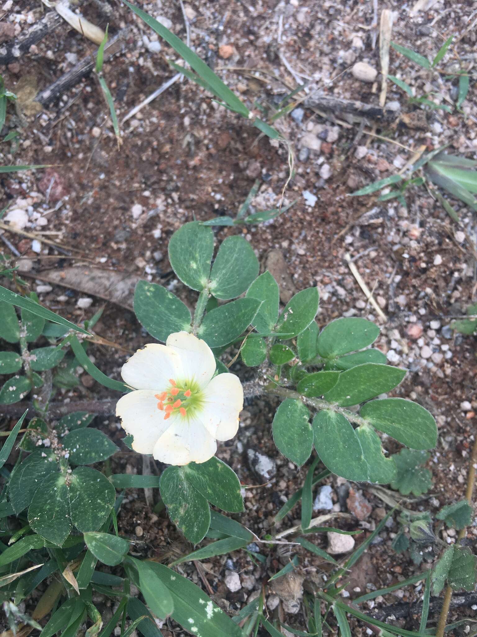 Image of Kallstroemia rosei Rydb.