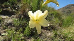 Image of Tritonia gladiolaris (Lam.) Goldblatt & J. C. Manning