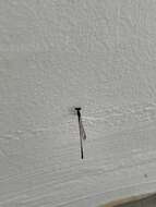 Image of Mortonagrion arthuri Fraser 1942