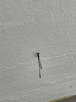 Image of Mortonagrion arthuri Fraser 1942