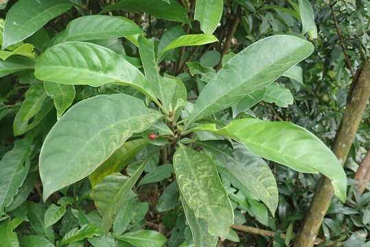 Image of Psychotria asiatica L.