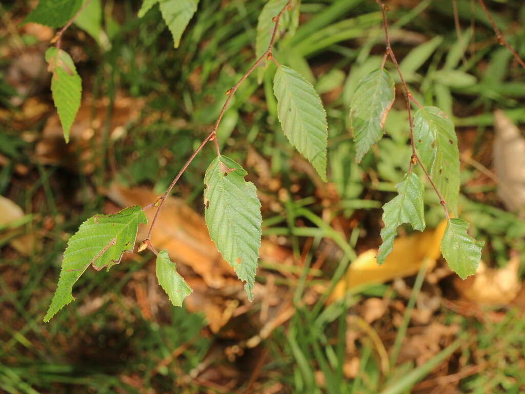 Image of Carpinus kawakamii Hayata