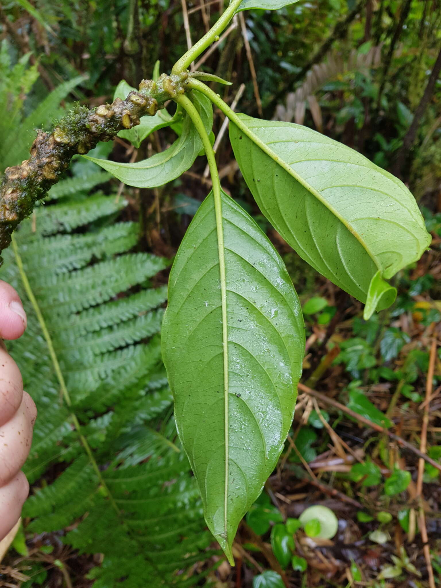 Image of Tetrorchidium costaricense Huft