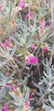 Image of Ajuga chamaecistus Ging. ex Benth.