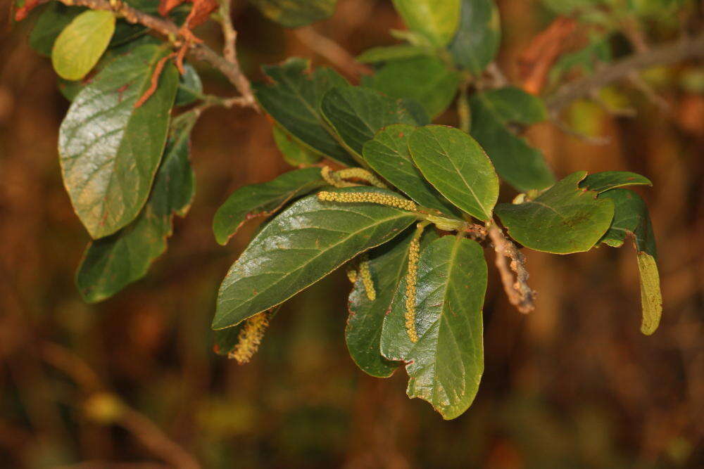 Image of Tassel berry