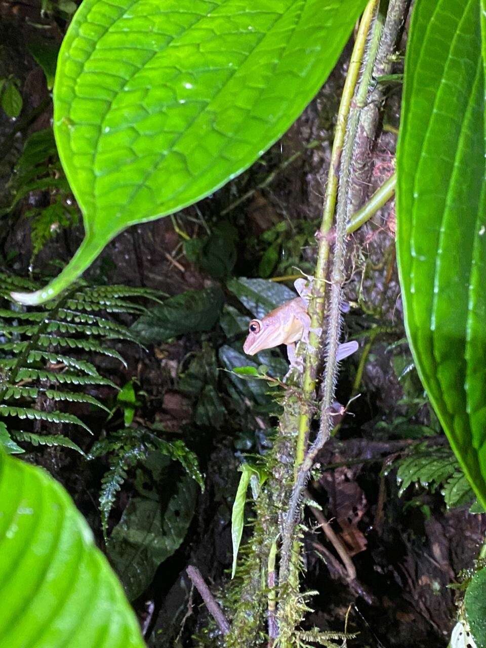 Image of executioner treefrog