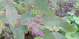 Image de Callicarpa pedunculata R. Br.