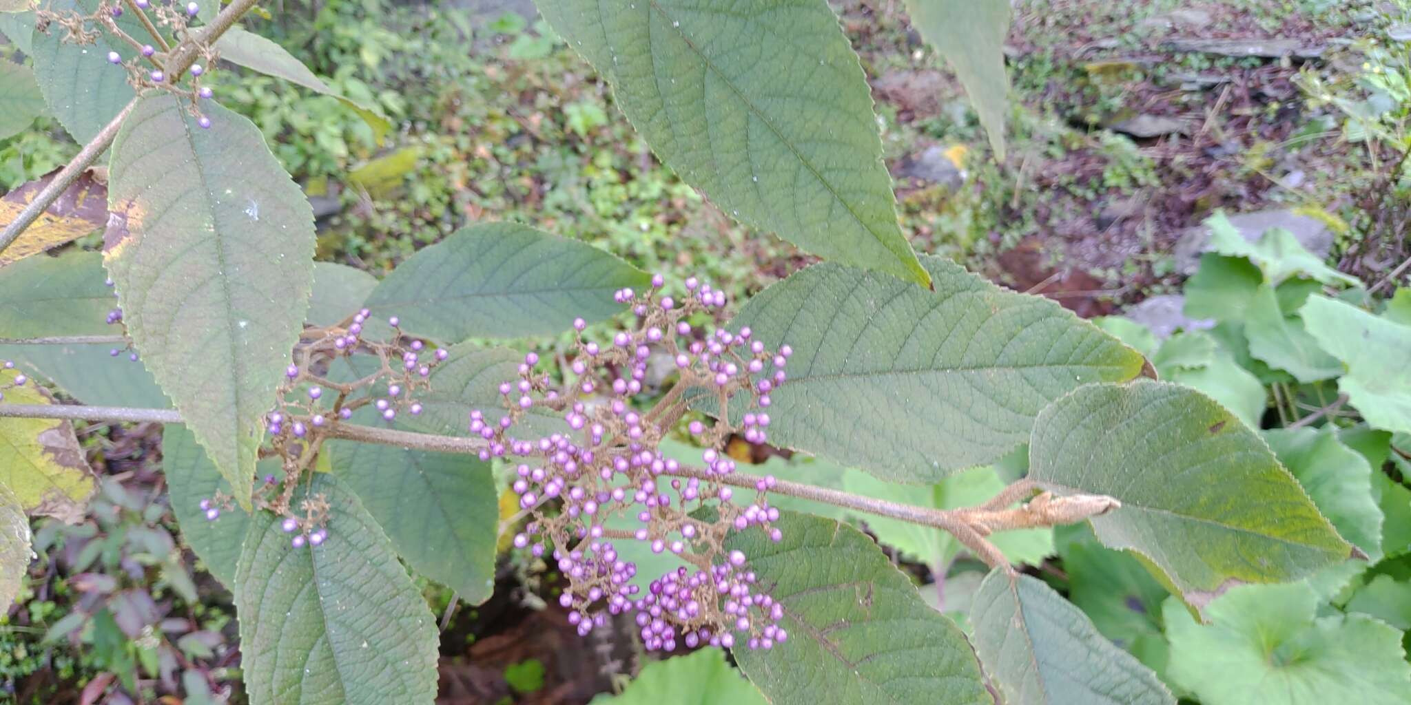 Image of Callicarpa pedunculata R. Br.