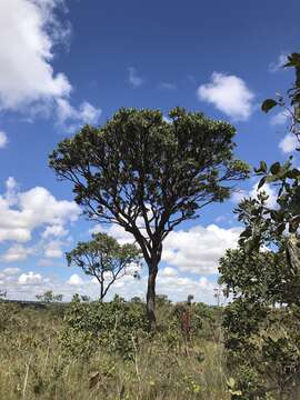 Image of Vochysia thyrsoidea Pohl