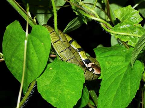 Image of Black-banded Keelback