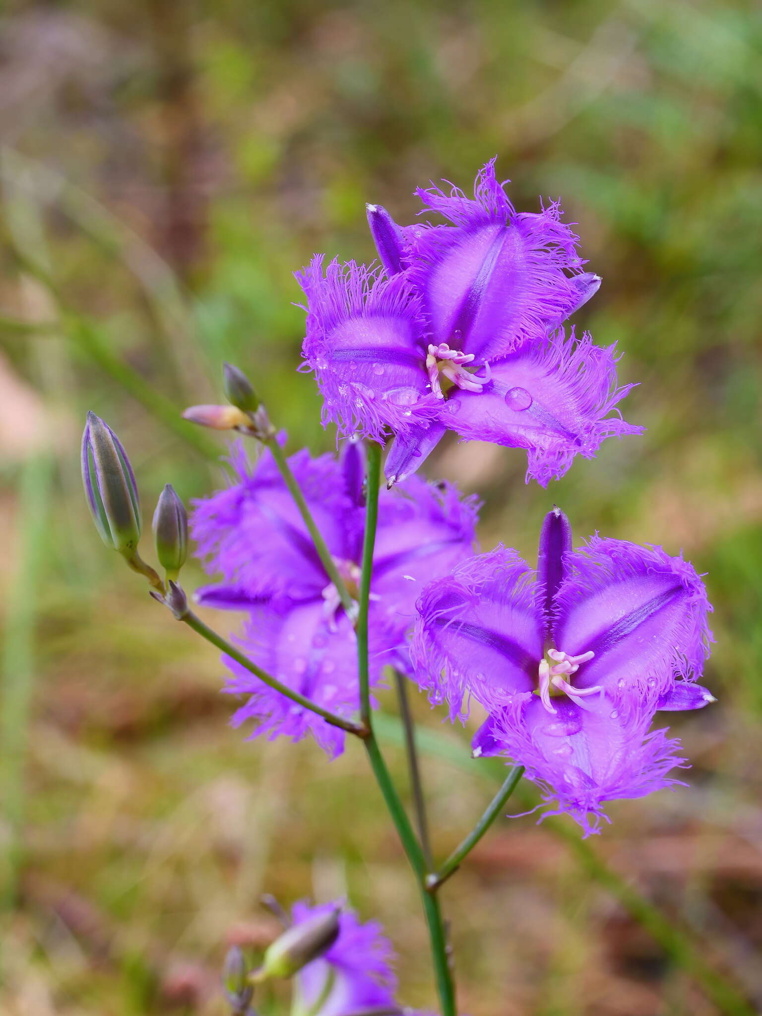 Image of Thysanotus tuberosus subsp. tuberosus