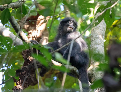 Image of Banded Langur