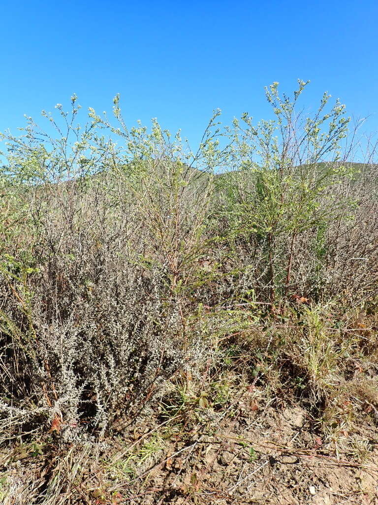 Image of Gnidia sericea (L.) L.