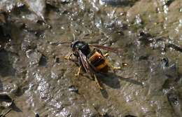 Image of Asian hornet