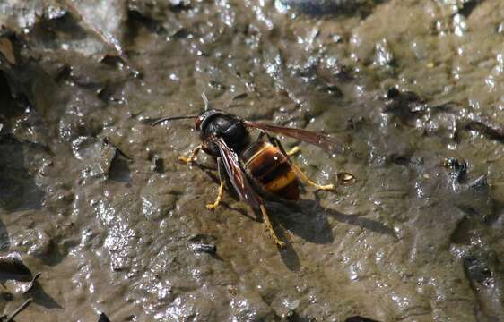 Image of Asian hornet