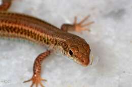 Image of Erhard's Wall Lizard