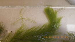 Myriophyllum heterophyllum Michx. resmi