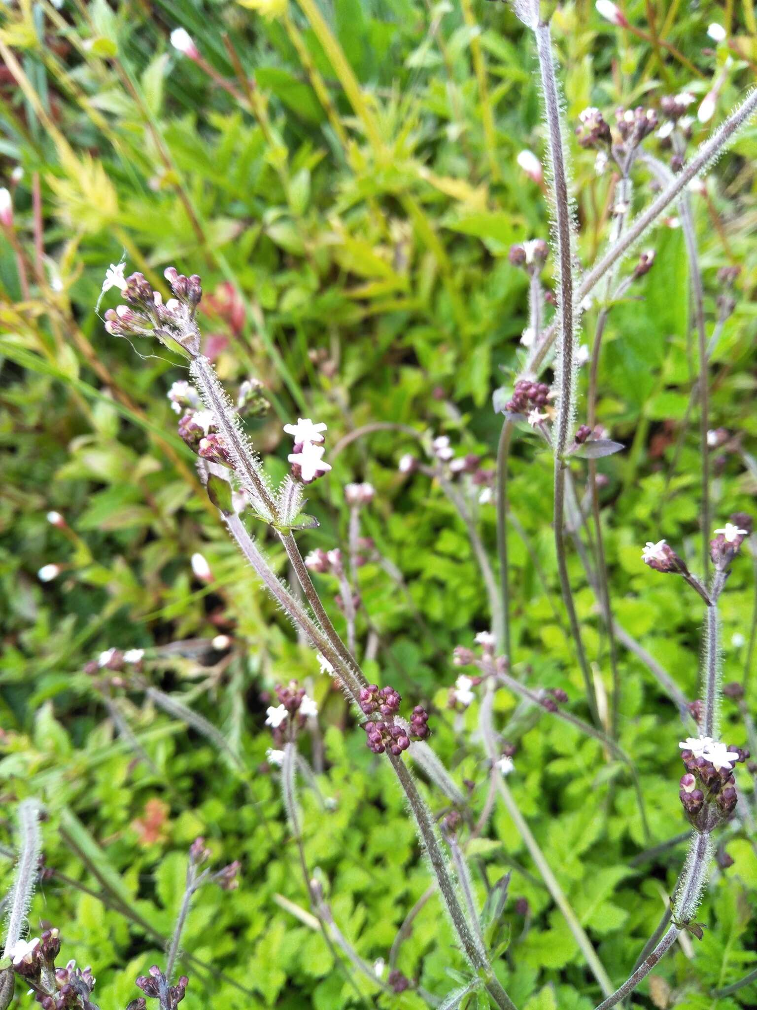 Image of Triplostegia glandulifera Wall.