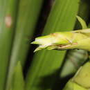 Image of Vriesea pleiosticha (Griseb.) Gouda