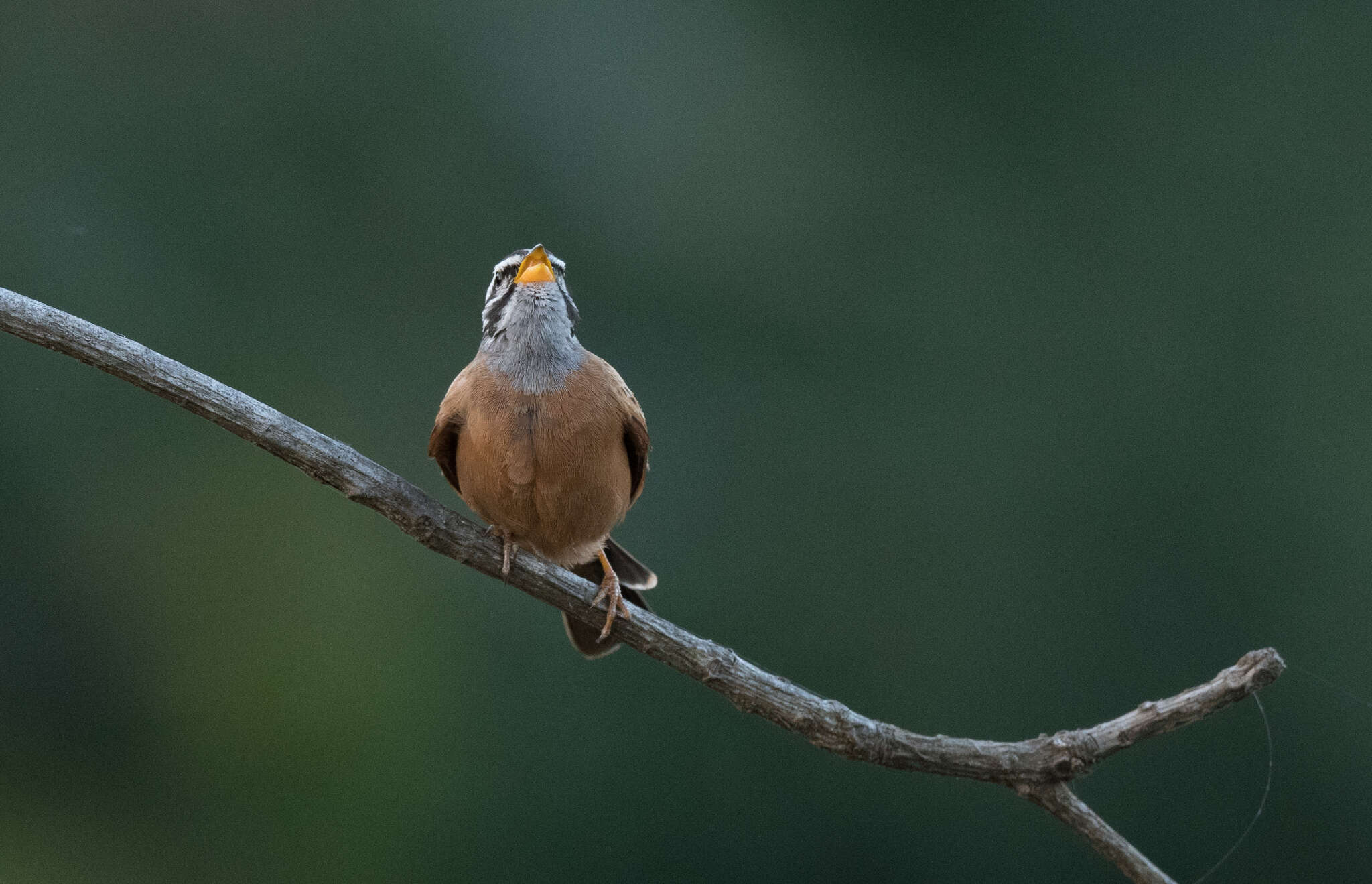 صورة Emberiza goslingi (Alexander 1906)