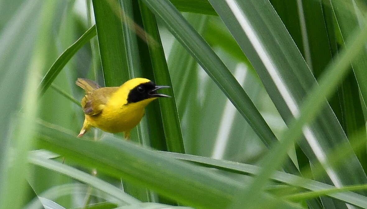 Image de Paruline à couronne jaune