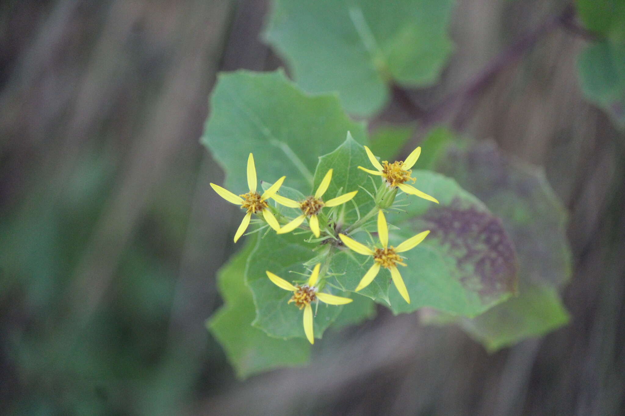 Image of Roldana reticulata (DC.) H. Rob. & Brettell