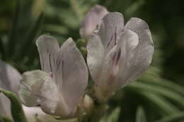 Image of Vicia argentea Lapeyr.