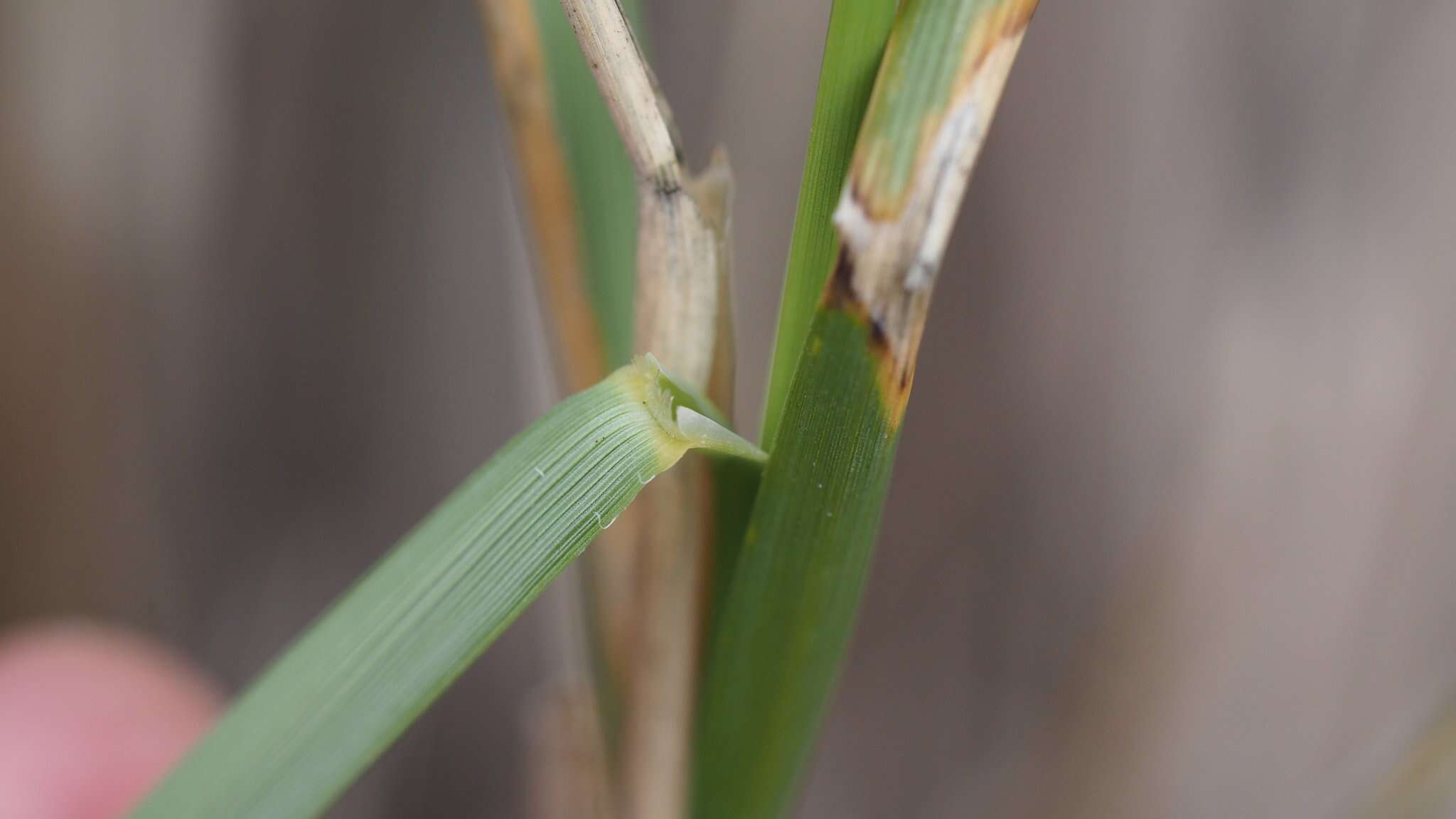 Image of deergrass