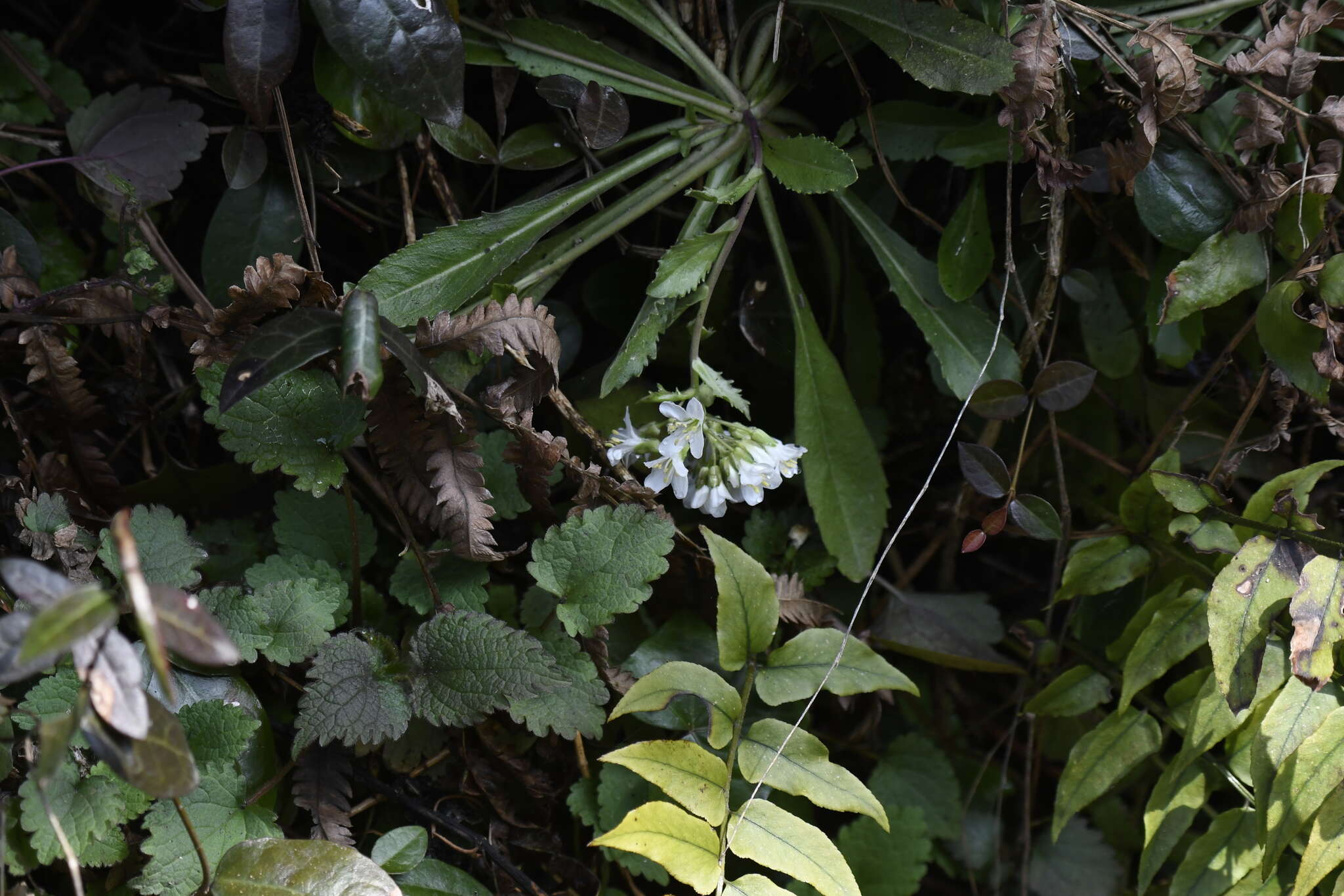 Image de Arabis flagellosa Miq.