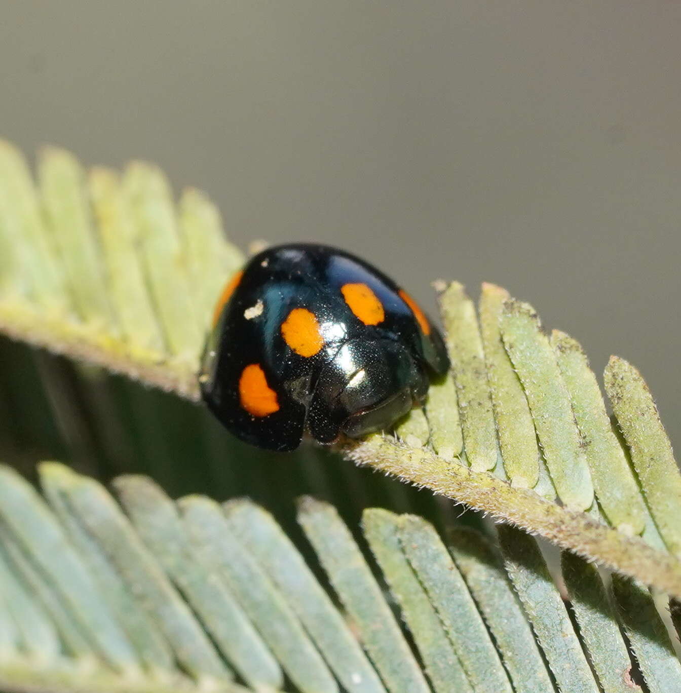 Imagem de Orcus australasiae (Boisduval 1835)