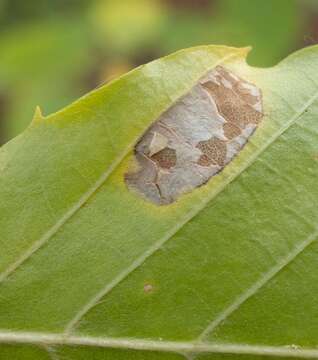 Plancia ëd Phyllonorycter maestingella (Müller 1764)