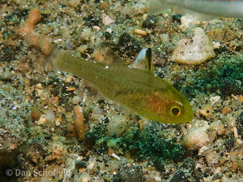 Image of Frostfin cardinalfish