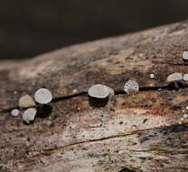 Image of Mycena piringa Grgur. 1997