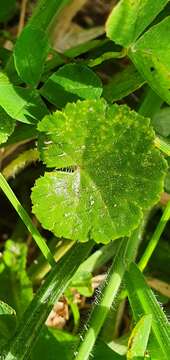 Imagem de Hydrocotyle novae-zealandiae DC.