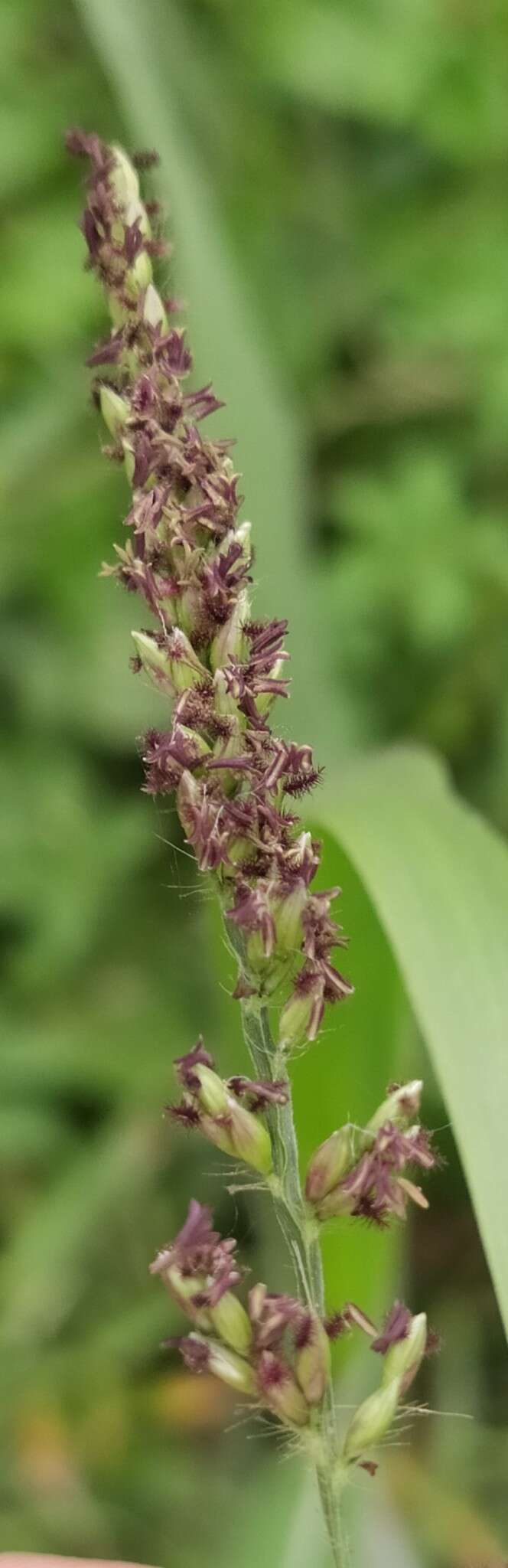 Image of Para Liverseed Grass