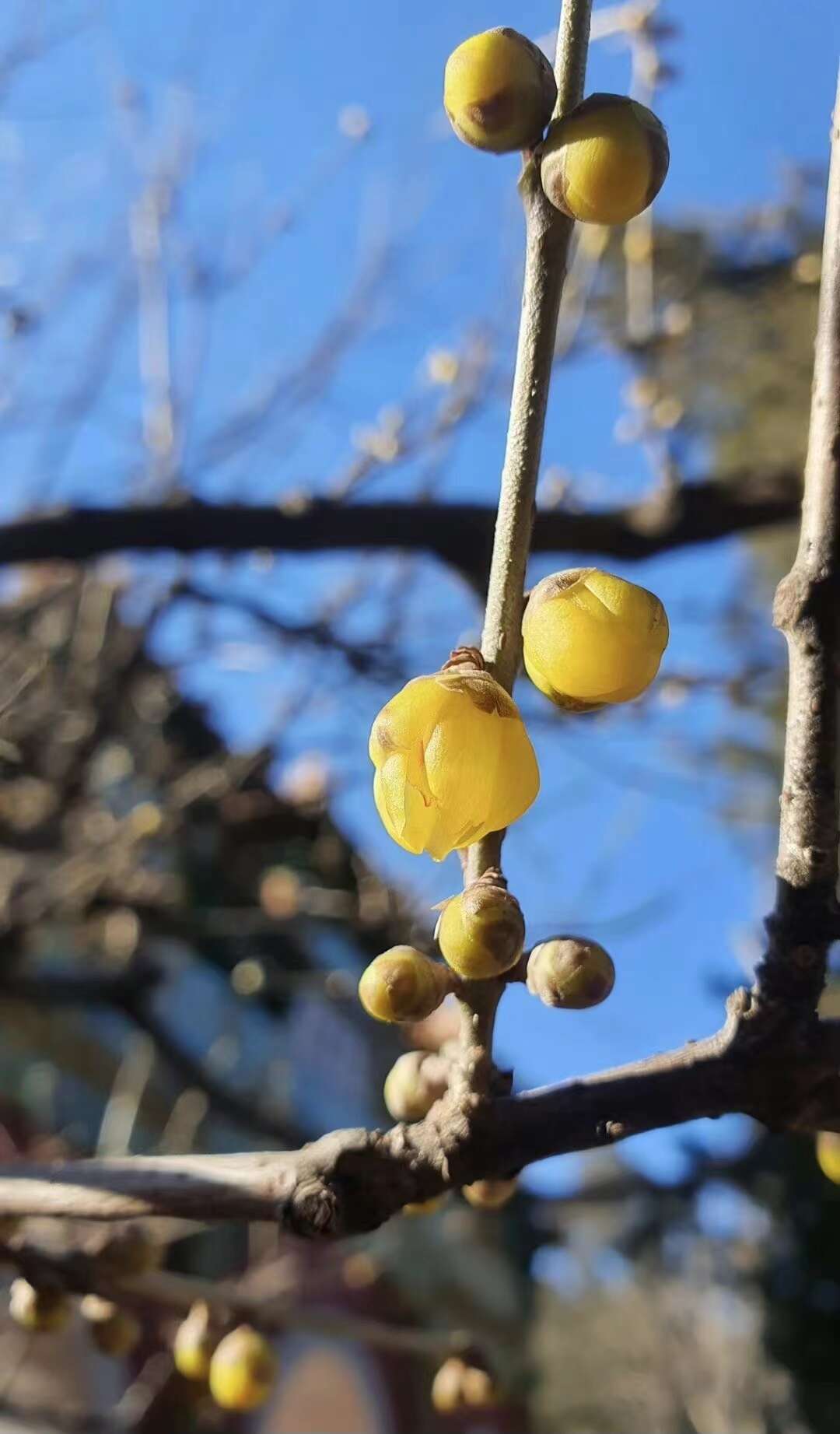 Image de Chimonanthus praecox (L.) Link