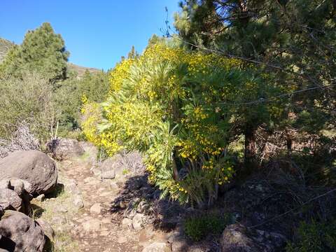 Image of Sonchus canariensis (Sch. Bip.) Boulos