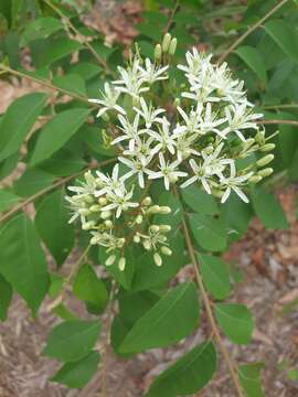 Image of curryleaftree