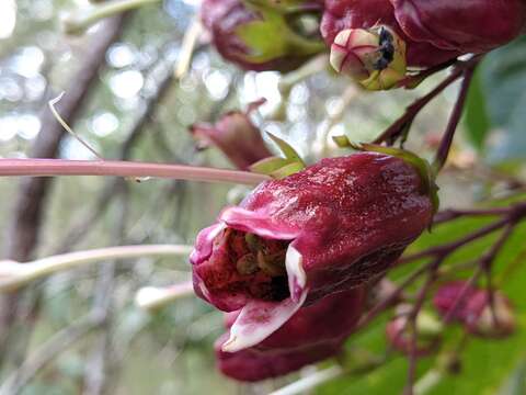 Imagem de Clerodendrum longiflorum Decne.